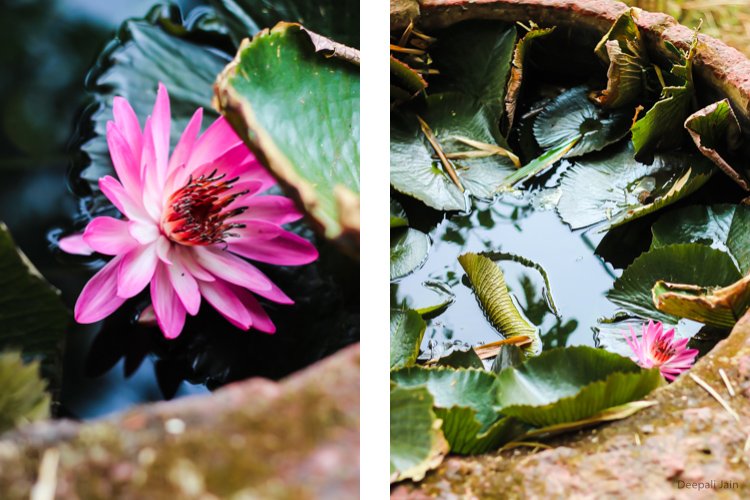Mahabaleshwar Photo Blog – Part 4 | Travel Story