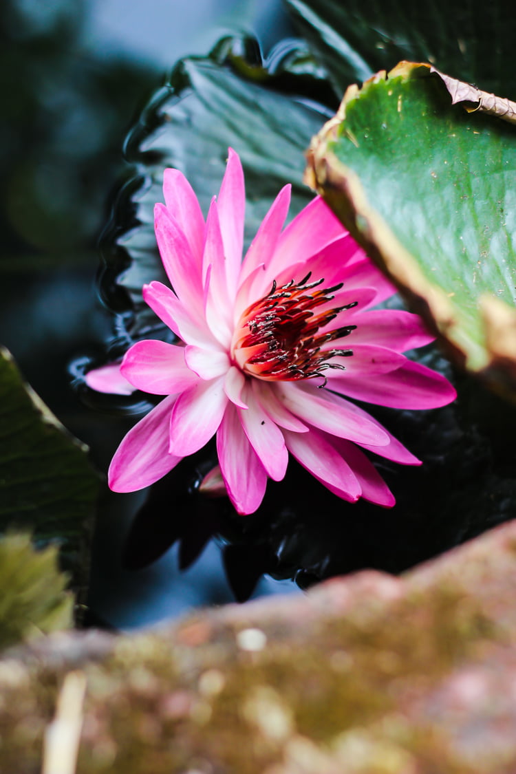 Mahabaleshwar Photo Blog – Part 4 | Travel Story