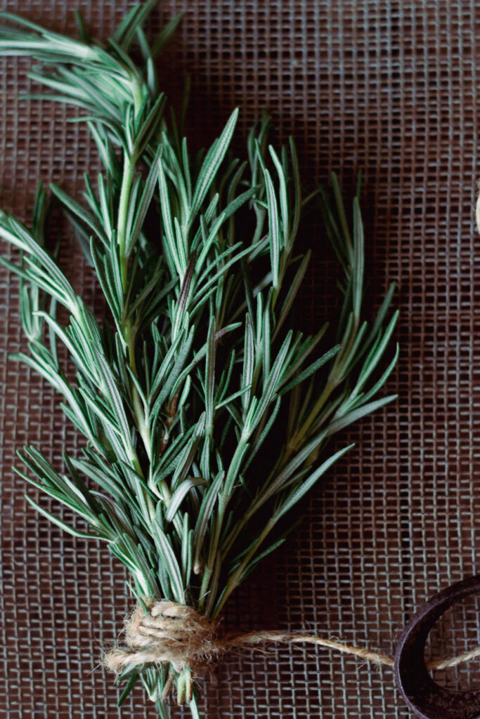 A close-up of rosemary roots while repotting a plant