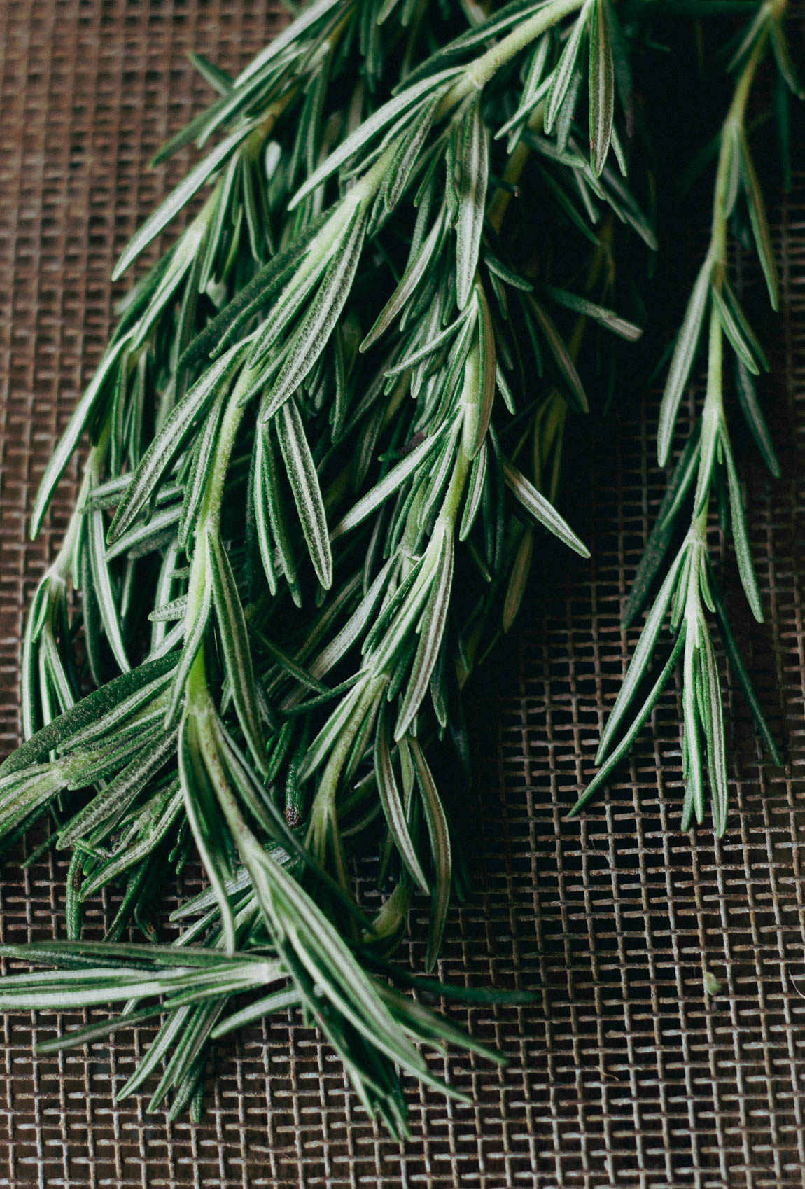 A close-up of rosemary roots while repotting a plant