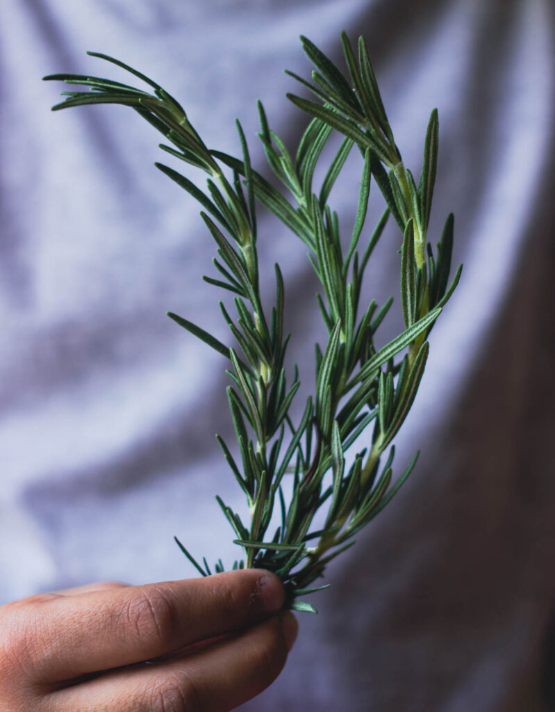 A hand holding the fresh leaves of rosemary