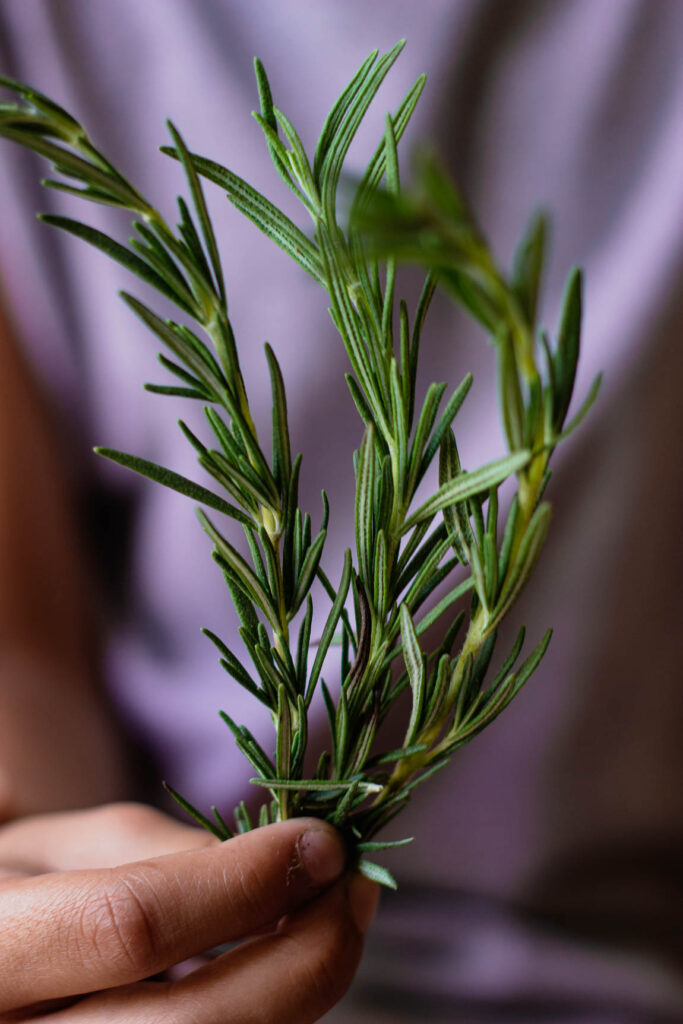 A rosemary plant growing in a raised garden bed