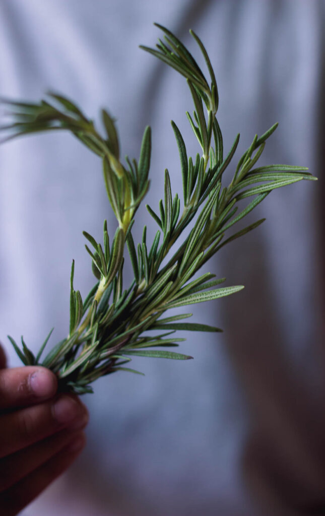 A bundle of rosemary tied with twine, ready for drying