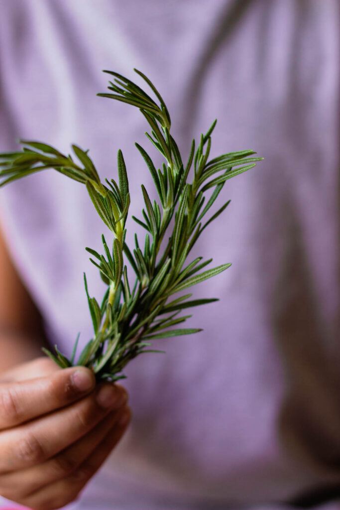 A hand holding freshly harvested rosemary sprigs
