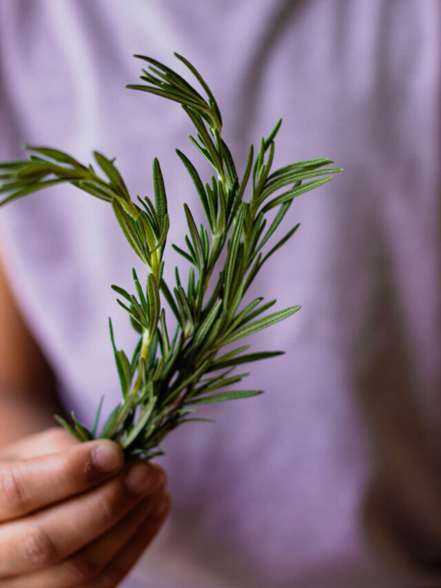 A potted rosemary plant placed near a sunny window